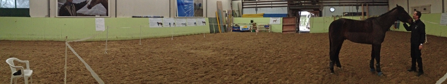 Horse guided coaching